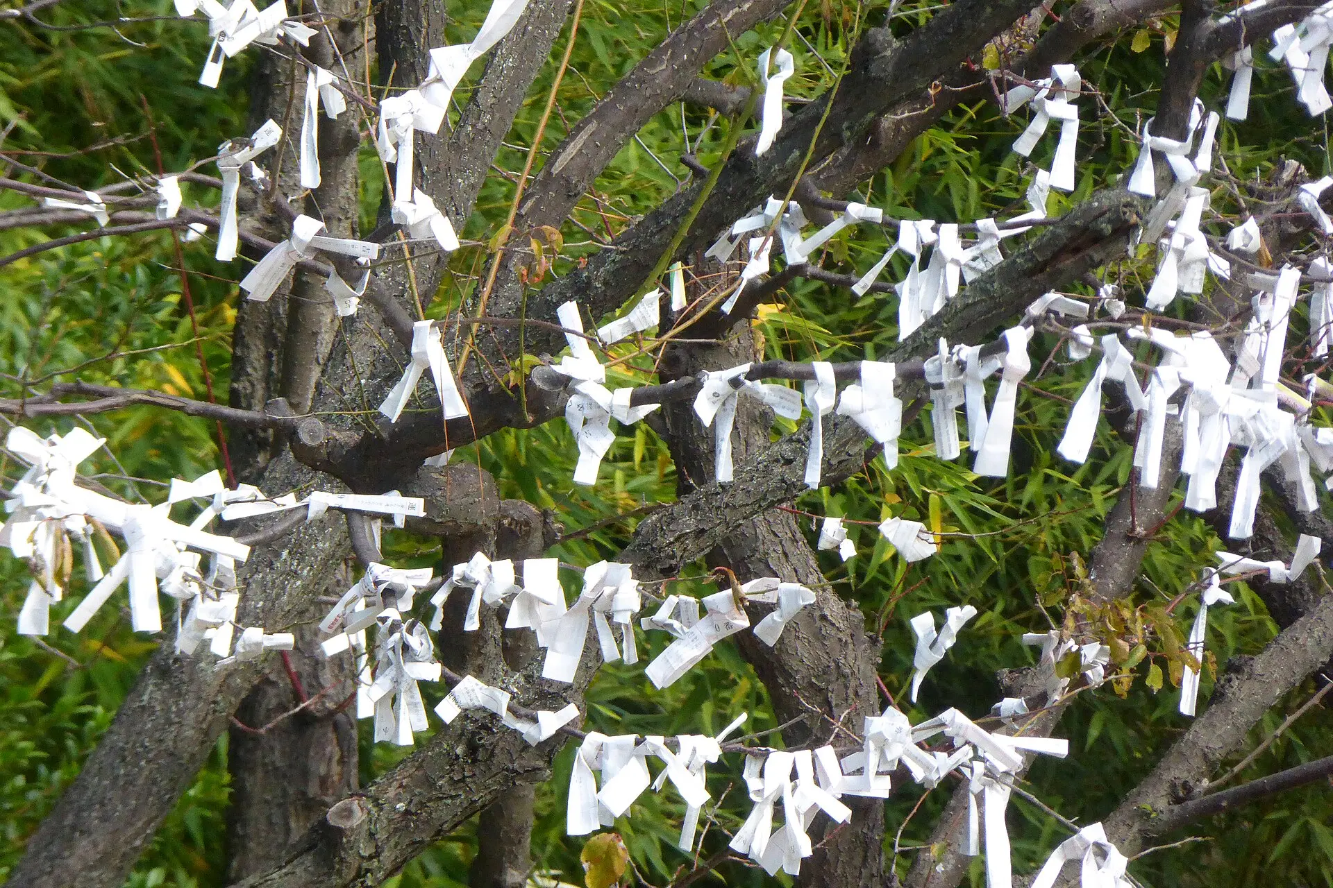 境内の木の枝に結ばれた無数のおみくじ（大阪・豊國神社）
